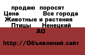 продаю  поросят  › Цена ­ 1 000 - Все города Животные и растения » Птицы   . Ненецкий АО